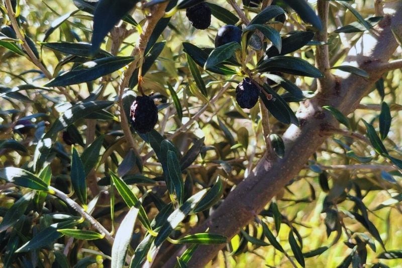 El sudoeste bonaerense posee características climáticas adecuadas para alcanzar aceites de alta calidad (INTA)