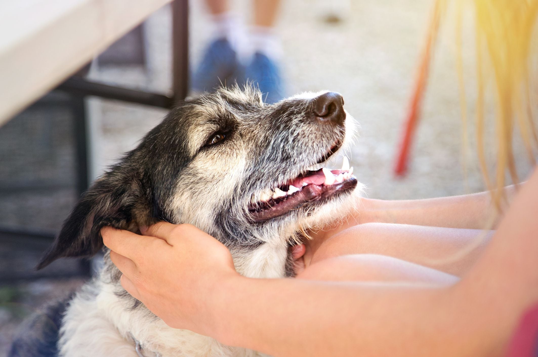 Si bien tiene diferencias, el bigote del perro cumple funciones similares al de los gatos (Getty)