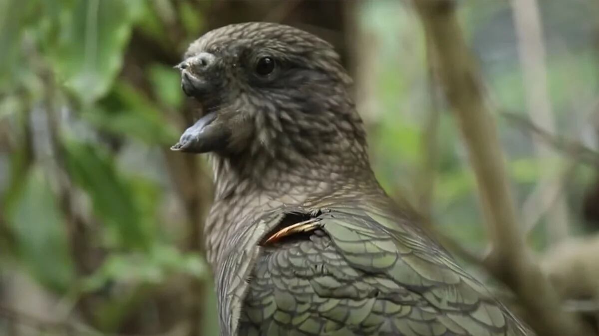 La sorprendente adaptabilidad de Bruce: un loro único en Nueva Zelanda