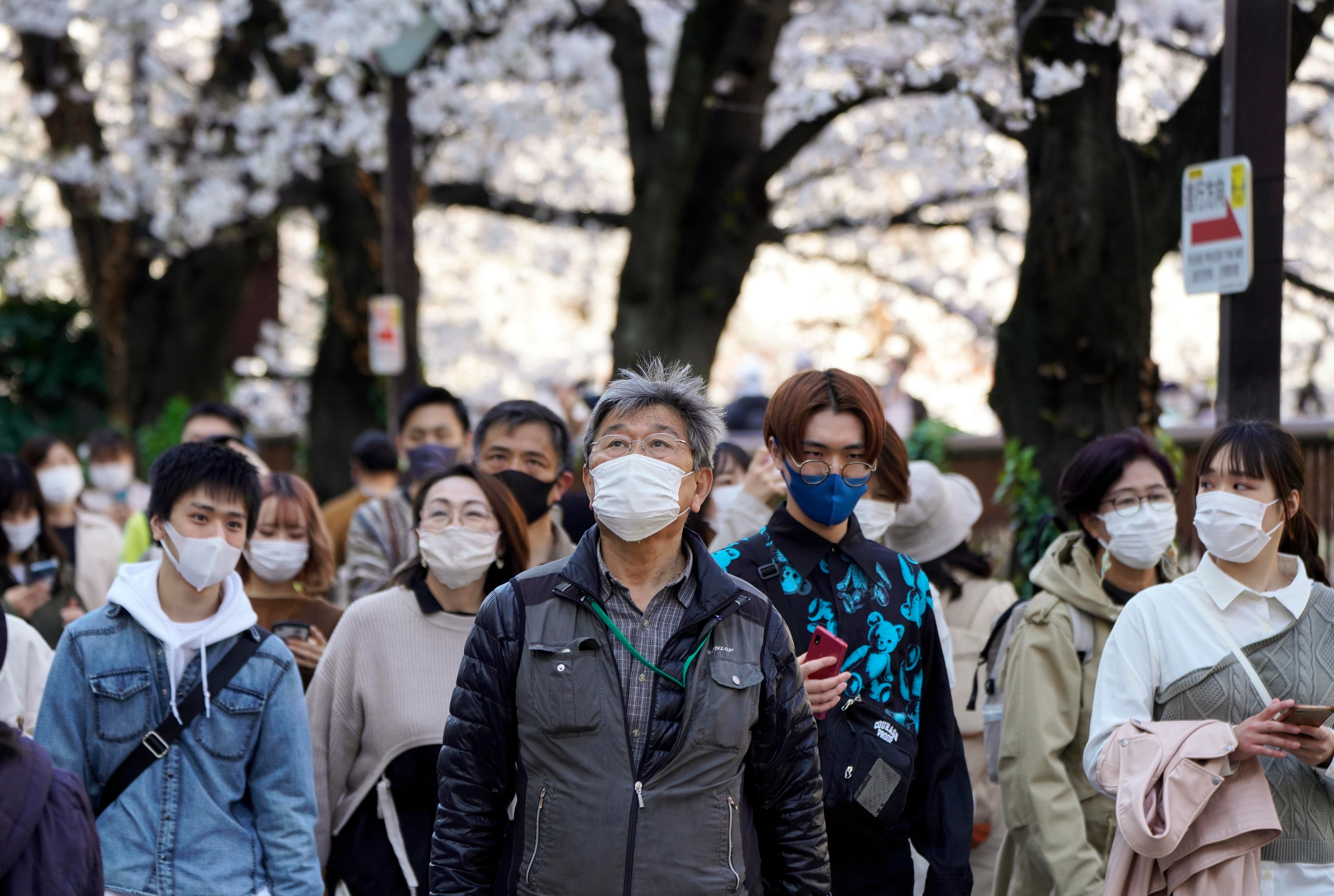 Un grupo de ciudadanos japoneses contempla la floración de los cerezos en un parque de Tokio (EFE)
