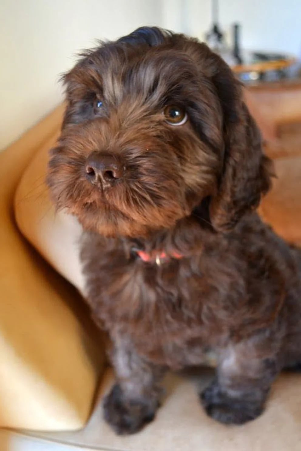 son labradoodles o goldendoodles mas hiperactivos