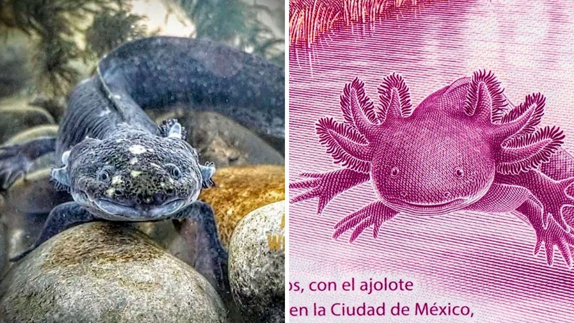 La Gorda billete 50 pesos. (Foto: IG/axolotitlan e Infobae)