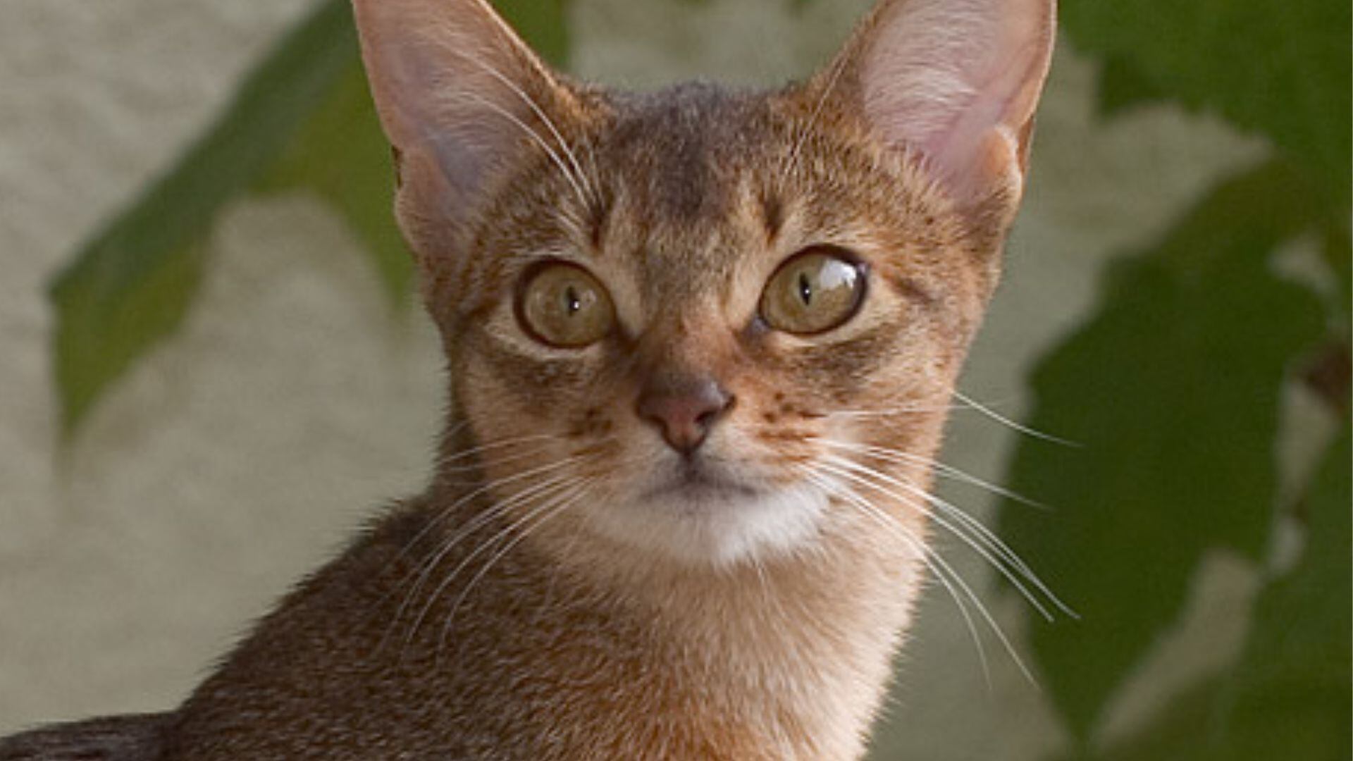 Estos gatos son de tamaño mediano con un cuerpo ágil. Destaca por su inteligencia y es fiel con las personas que considera parte de su grupo