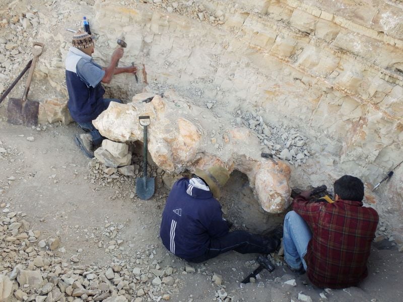 Una foto non datata di scienziati che scavano una vertebra del gigante Perocetus, una balena che visse in Perù circa 38-40 milioni di anni fa Giovanni Bianucci/Handout via Reuters