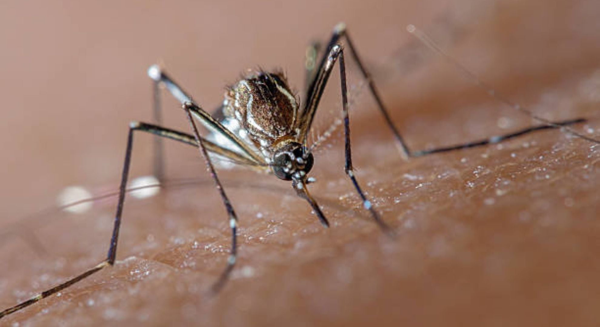 Dengue mosquito Aedes Aegypty