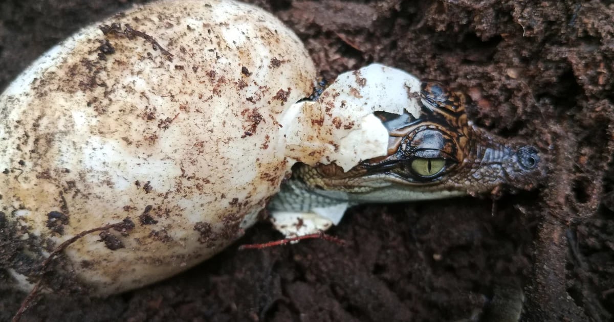 Most significant crocodile discovery in 20 years: More than 100 eggs of endangered species found