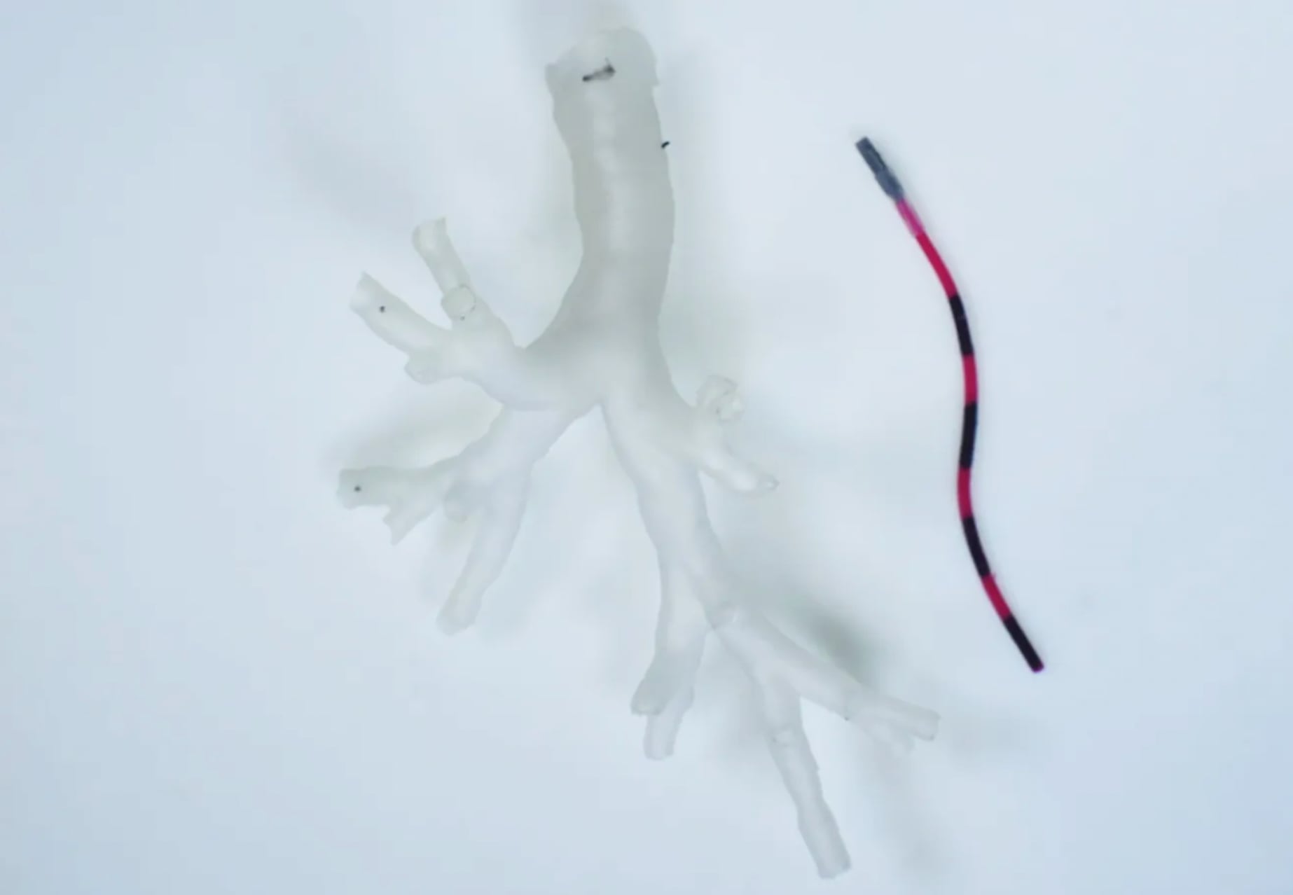 Robot that reaches the lungs and bronchial area. (photo: University of Leeds)