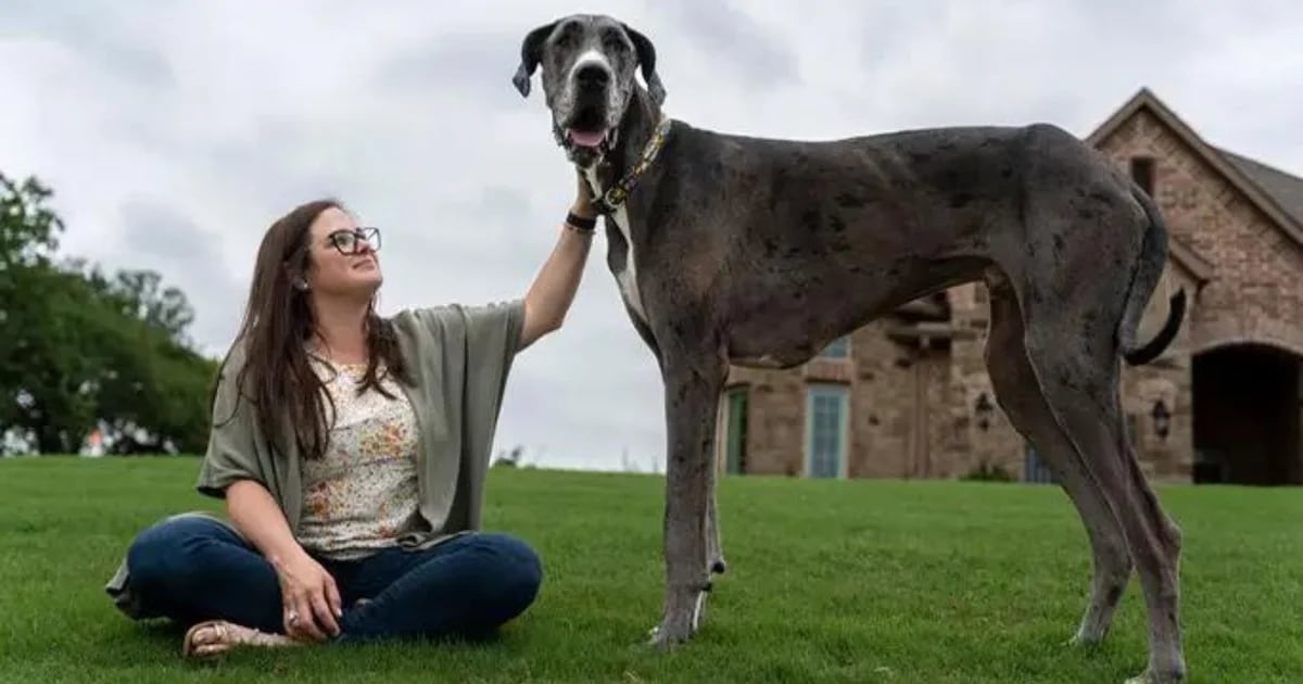 A huge farewell: The final moments of the world’s biggest dog Zeus