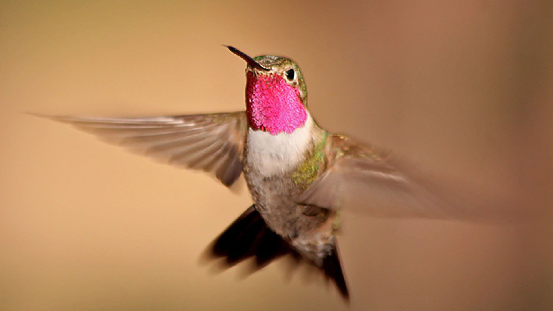 Ave colibrí coliancho