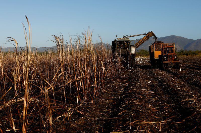 FOTO DE ARCHIVO. Una cosechadora corta caña de azúcar en una plantación. REUTERS/Amanda Perobelli