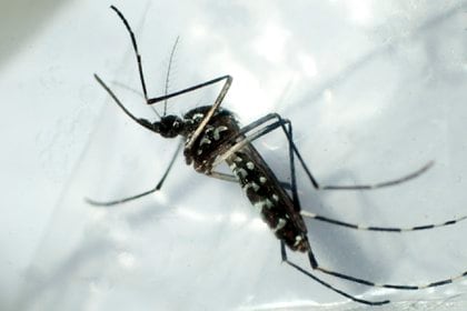 Detalle del mosquito Aedes aegypti, especie que puede transmitir dengue y fiebre amarilla (EFE/Gustavo Amador/Archivo)