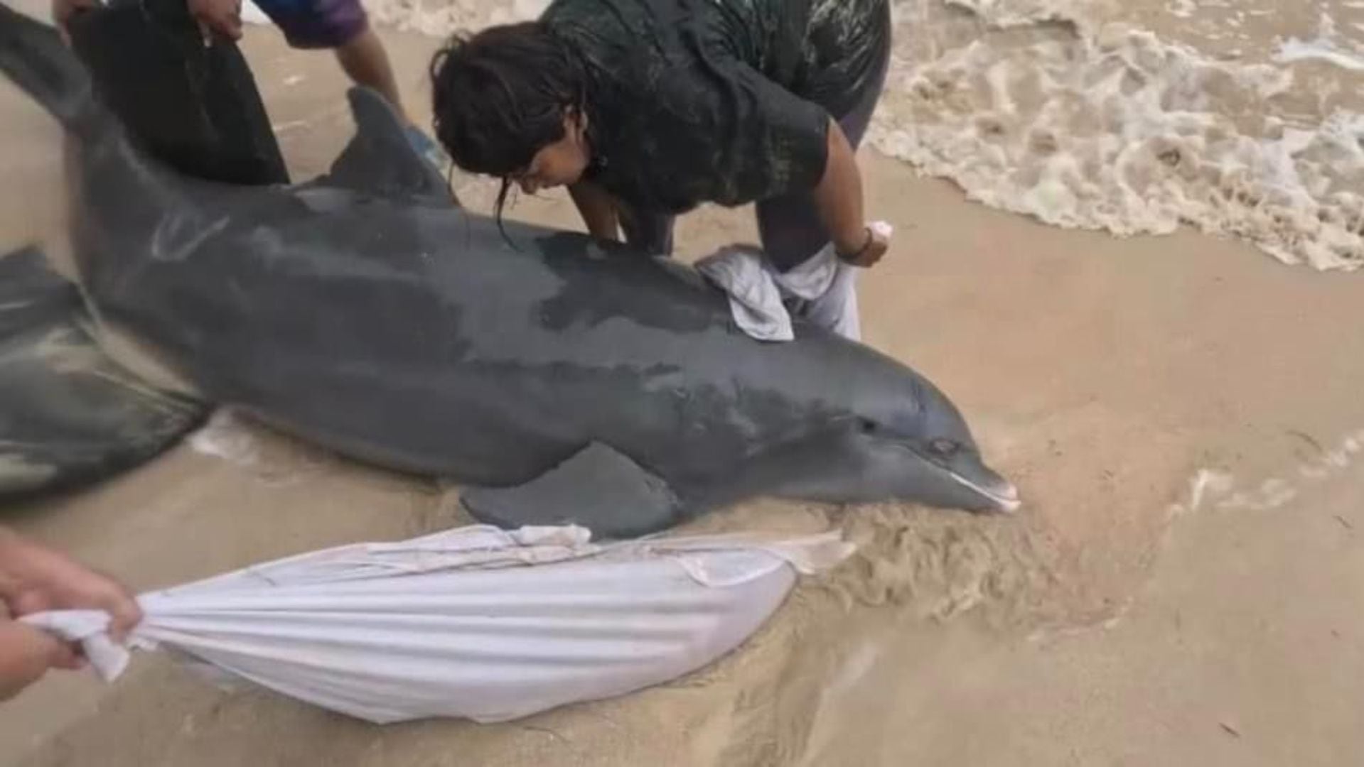 El ejemplar Nariz de Botella estaba herido; veterinarios lo curaron y luego devolvieron al mar. (Facebook Proyecto AAk Mahahual A.C)