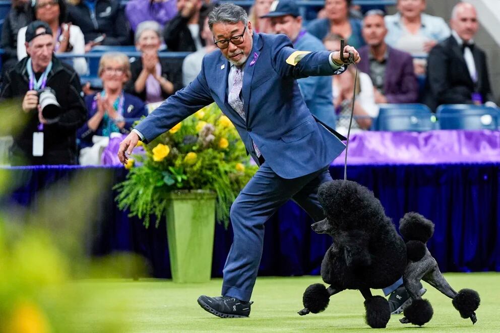 que perro ha ganado mas mejor en exposiciones