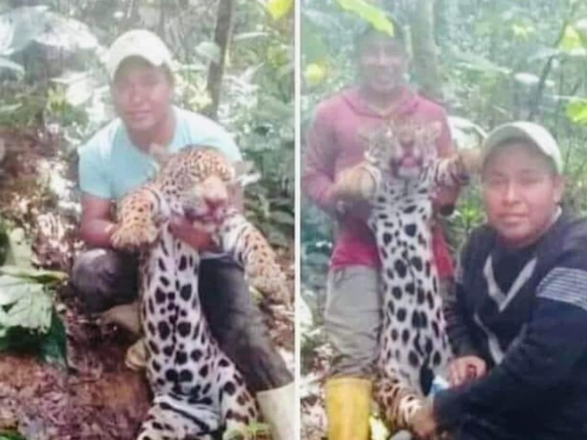 Dos hombres mataron a un jaguar en Ecuador y publicaron fotos en redes  sociales - Infobae
