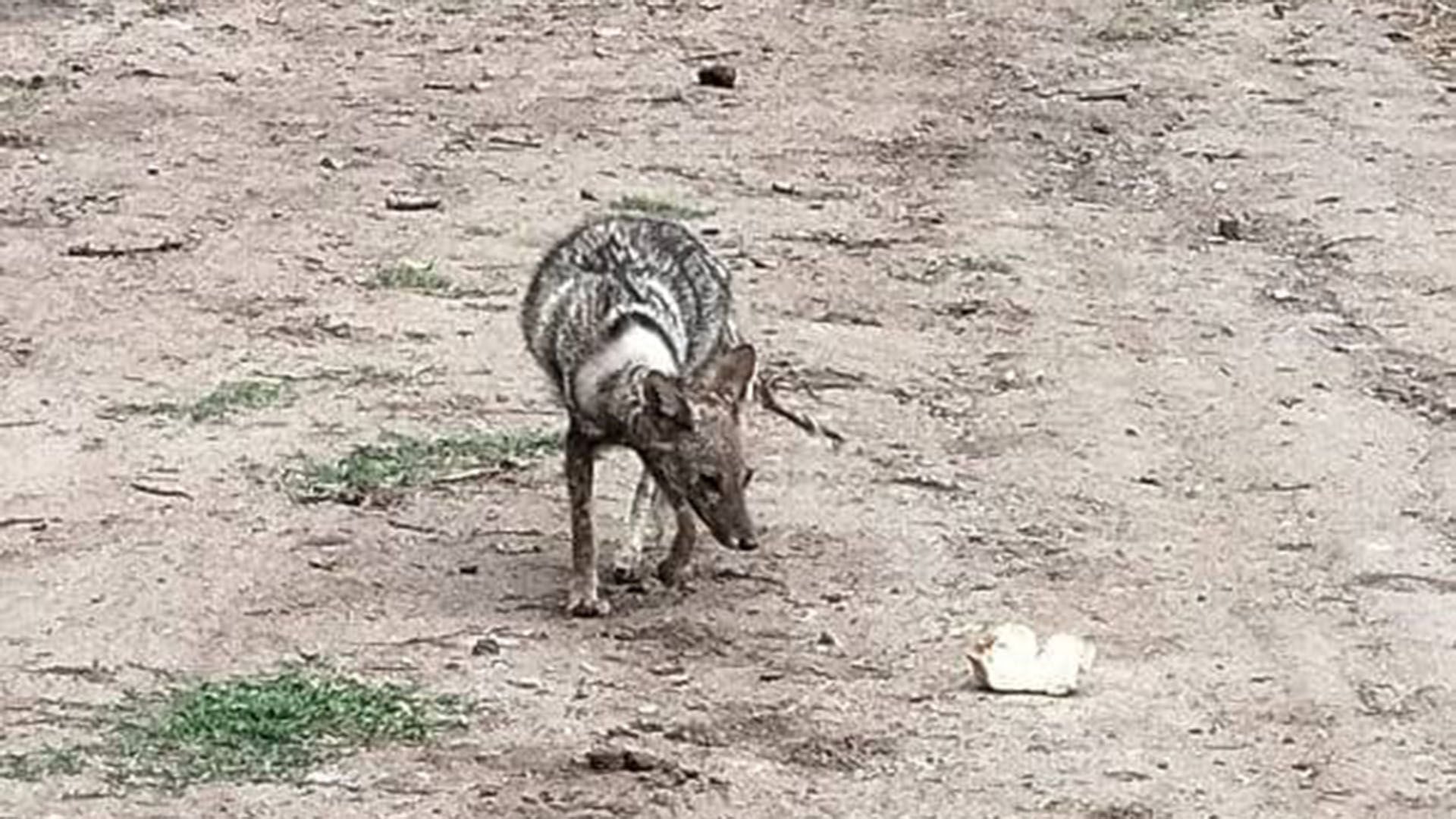 Autoridades concluyeron que el animal era un zorro con sarna (Seguridad Ciudadana de Mendiolaza)