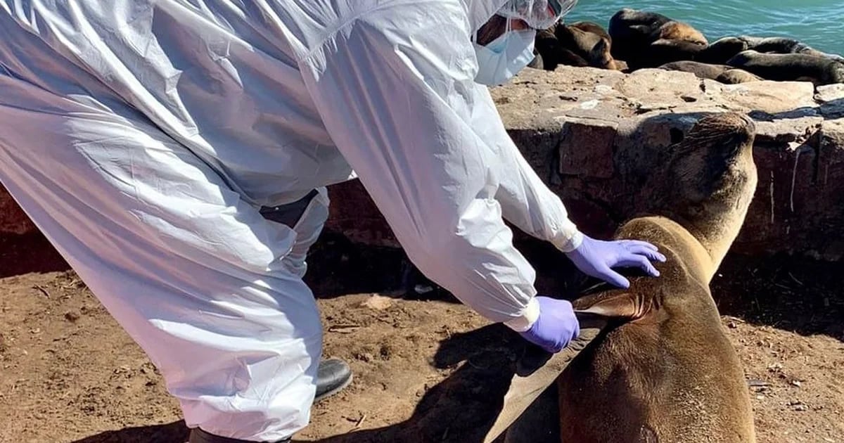 Senasa confirms bird flu in sea lion killed in Necochea