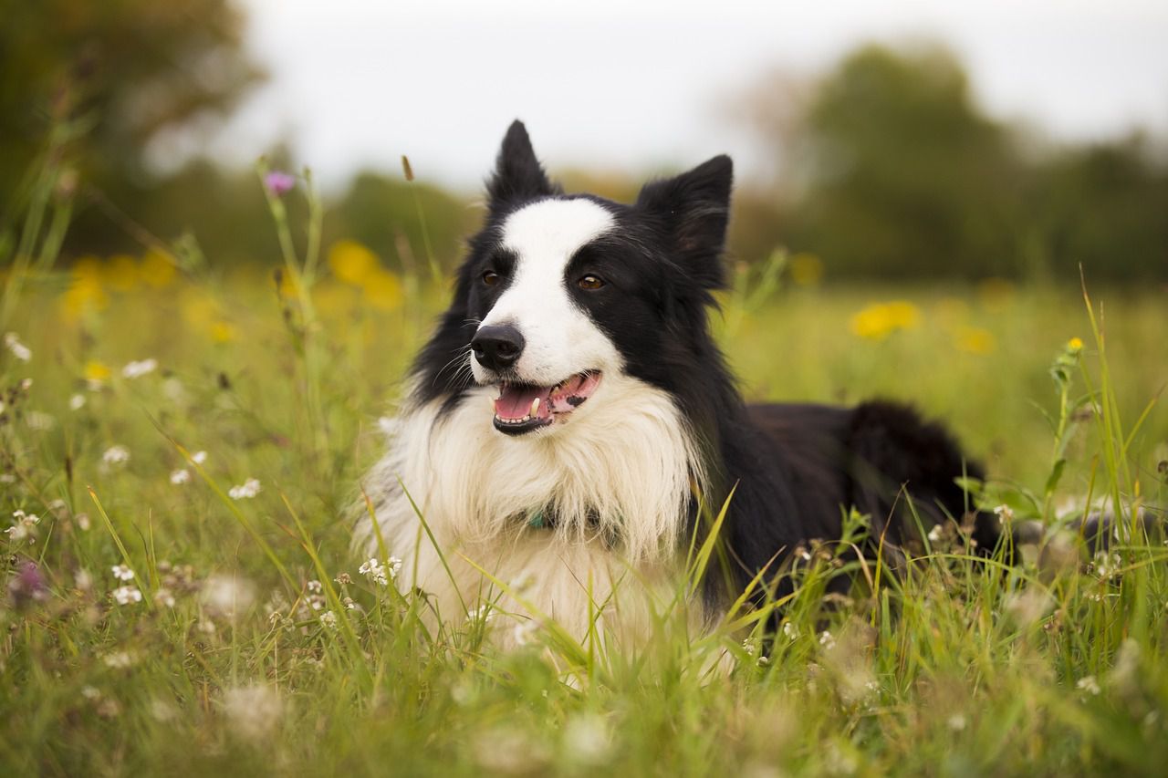 Los collies son una raza activa e inteligente, que necesita mucho ejercicio y entrenamiento (Pixabay)