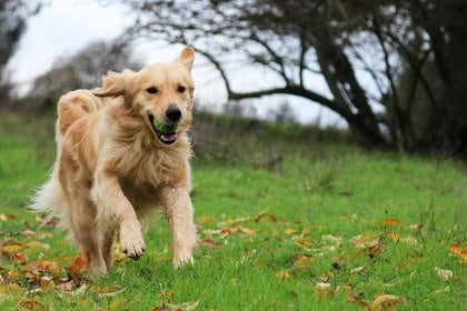 El golden retriever es la raza más popular de América del Norte (Foto: Shutterstock)