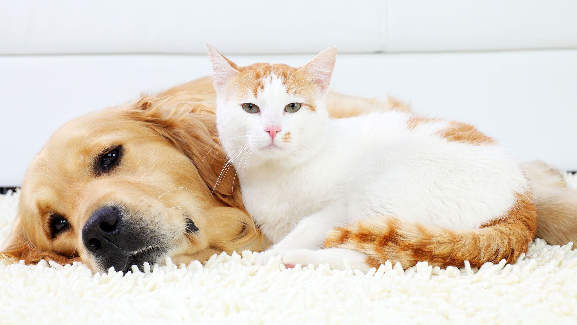 Los perros y gatos pueden llevarse muy bien (Getty)