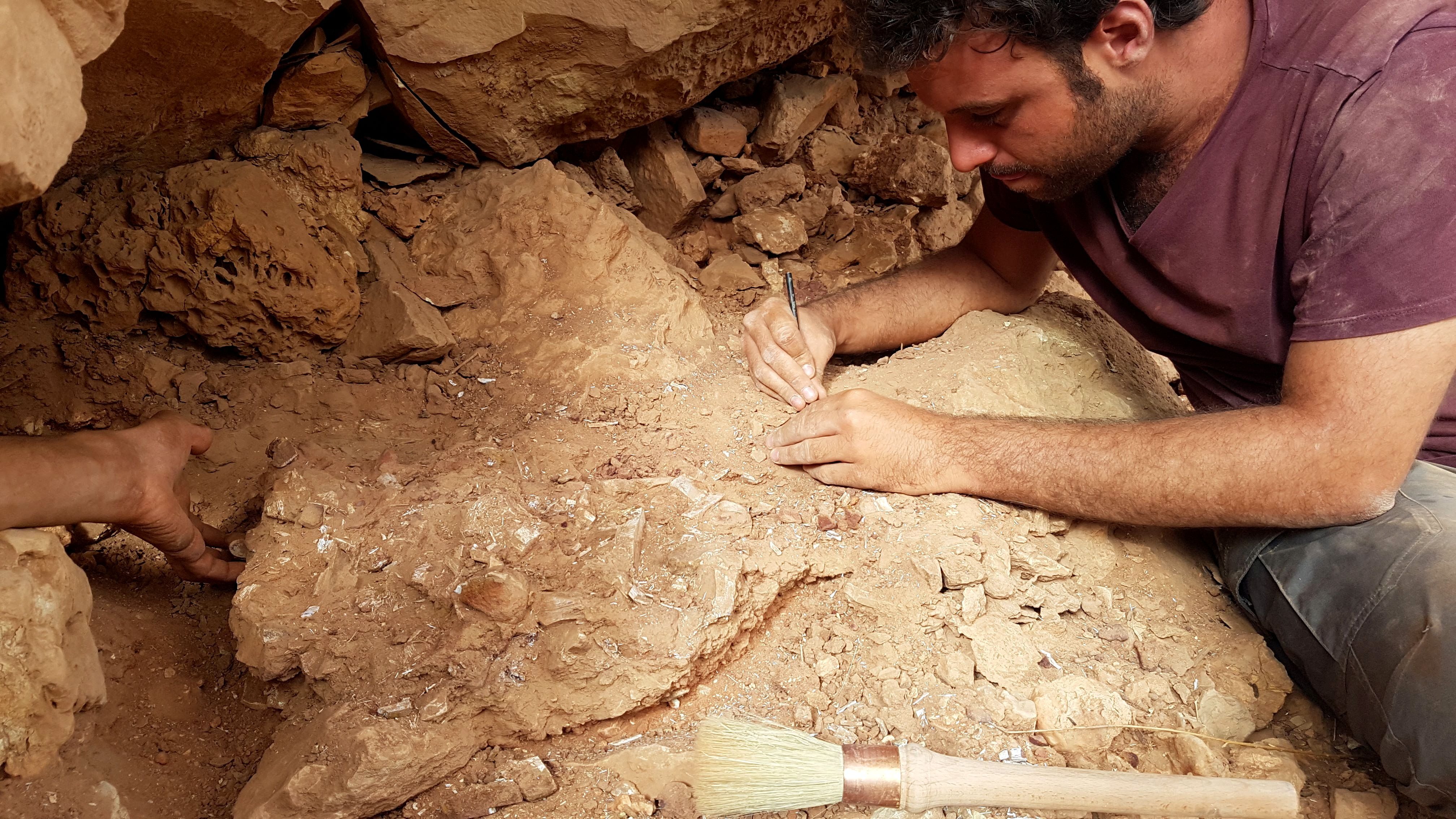 Closeup of lead author Matteo Fabbri doing fieldwork

CREDIT
Diego Mattarelli