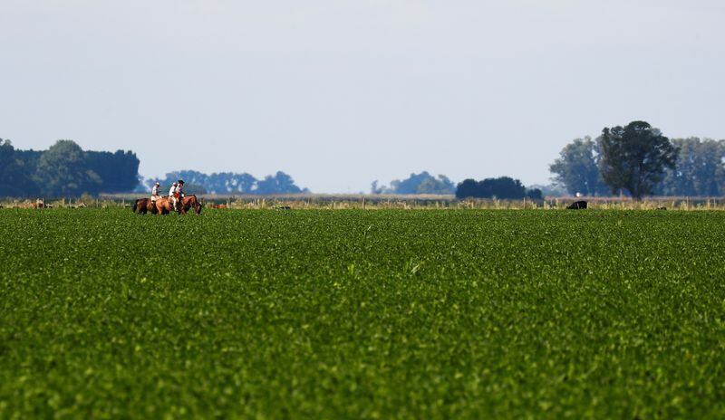 Un campo de soja en la provincia de Buenos Aires. El repunte del precio de la oleaginosa fue una buena notica para el campo y la economia
REUTERS/Agustin Marcarian