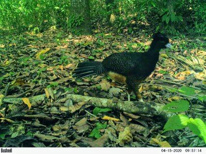 Curassow sighted in Tayrona Park.  Photo: courtesy of National Parks of Colombia.