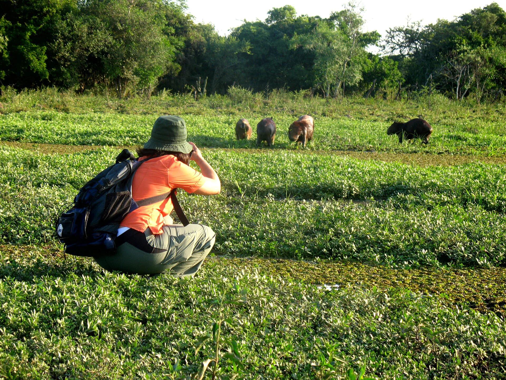 Una de las opciones para recorrerlo: caminatas por esteros, embalsados y palmares. Los embalsados son suelos de vegetación flotantes; andar en ellos es como caminar en una nube. Las excursiones se hacen con guías especializados, que además cuentan todos los usos de las plantas locales