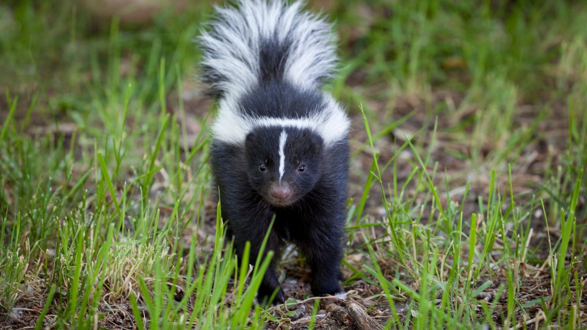 Los zorrillos son susceptibles al virus y lo transmiten en regiones boscosas (Getty)