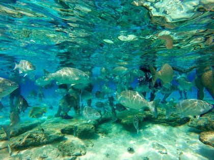 Fishs in San Andrés, Colombia