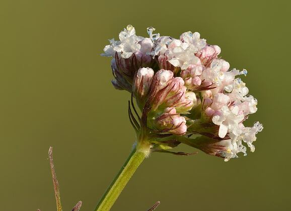 Valeriana México 1 de febrero de 2024