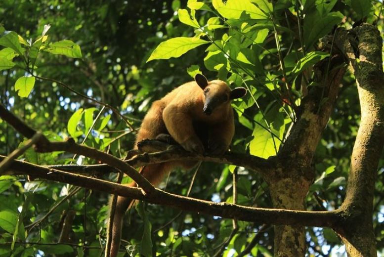 Animales de la Reserva Nacional de Tambopata. (Foto: Captura)