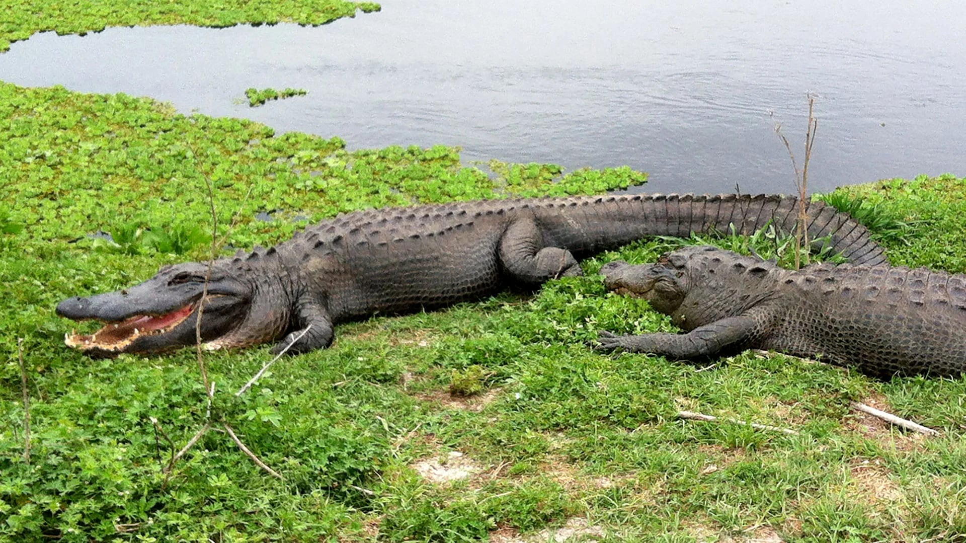 En el estado de Florida hay cientos de miles de cocodrilos. Las leyes prohíben alimentarlos. En Disney era una recurrente diversión