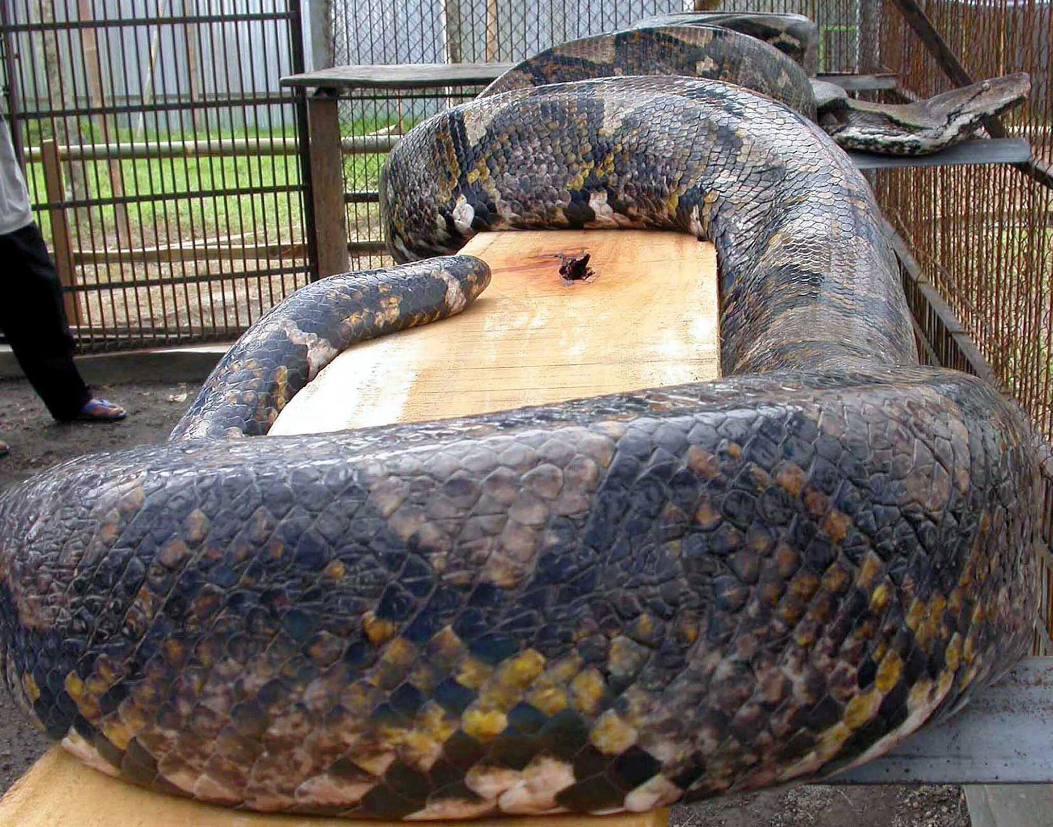 Fotografía de archivo de una serpiente pitón en un zoológico de la isla de Java, en Indonesia (EPA/VORDI PRIANTO)