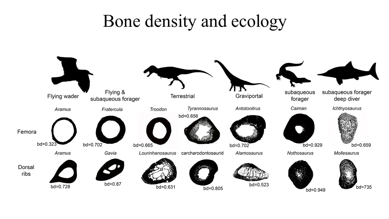 CAPTION
Figure from paper showing relationship between bone density and ecology

CREDIT
Fabbri et al

USAGE RESTRICTIONS
Please include credit

LICENSE
Original content