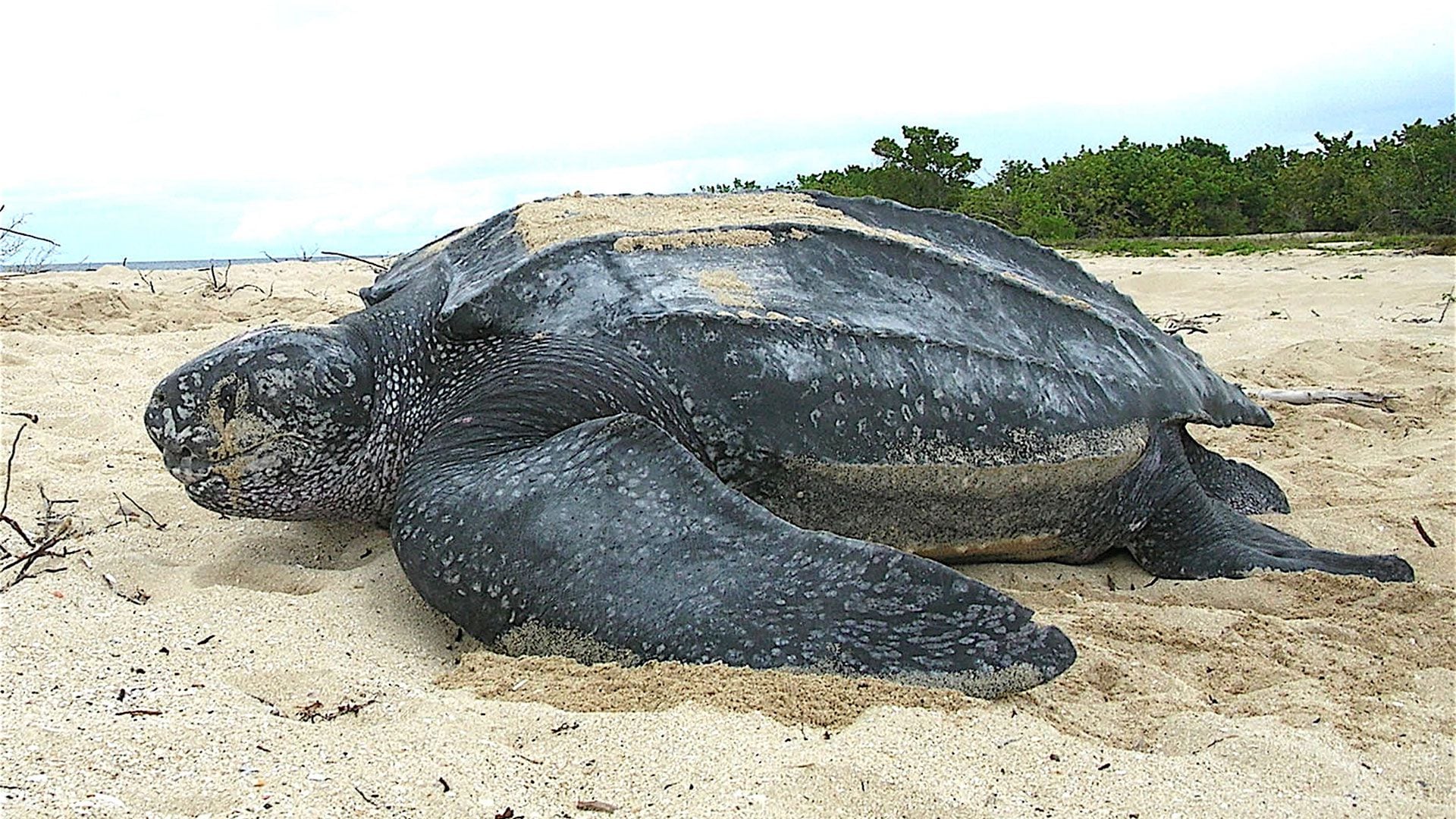 Mide más de 2 metros: así es la tortuga más grande del mundo - Infobae