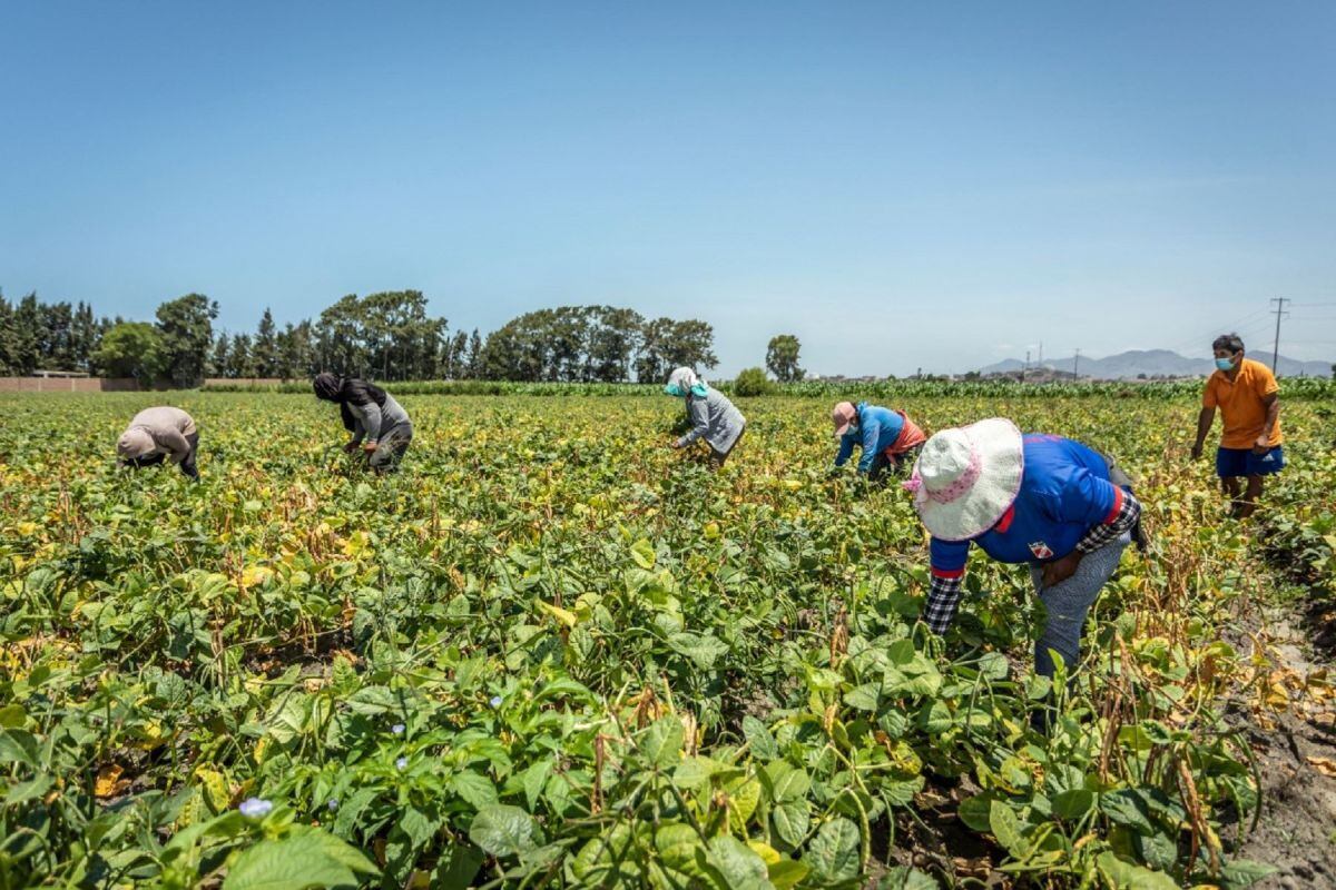 Agap sostiene que se requiere un marco regulatorio agrario promotor con estabilidad jurídica | Foto: Agencia Andina