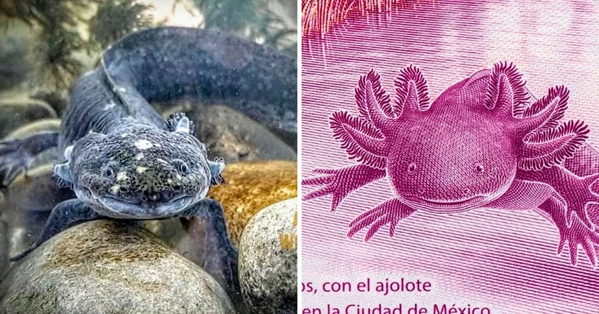 Dónde Vive “la Gorda” El Ajolote Protagonista Del Galardonado Billete