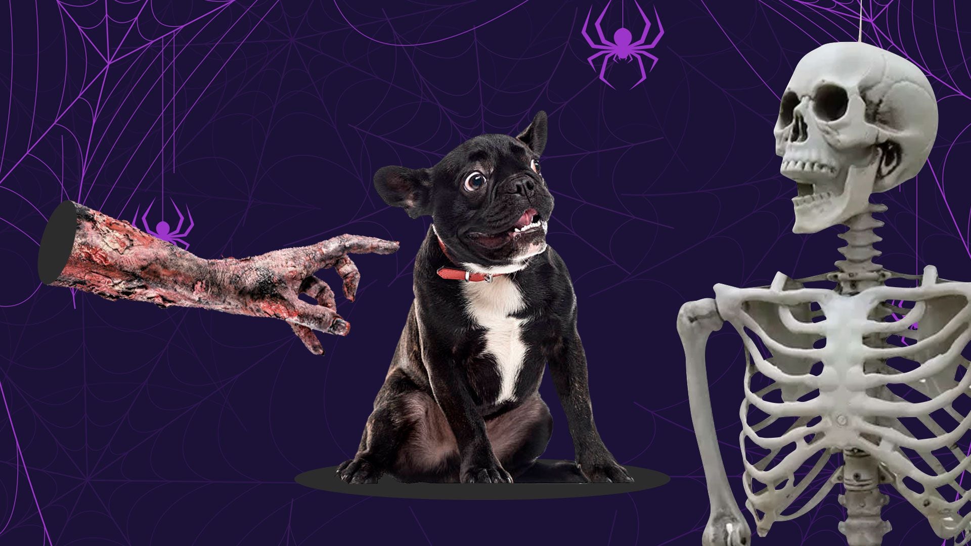 Existen decoraciones y disfraces que pueden asustar y estresar a nuestras mascotas durante la época de Halloween. (Jovani Pérez/ Infobae)