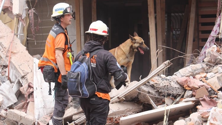 Perros entrenados participan en las tareas de búsqueda y rescate en derrumbes y catástrofes, en la primera línea de la respuesta en la emergencia (Asociación Civil Escuela Canina de Catástrofe)