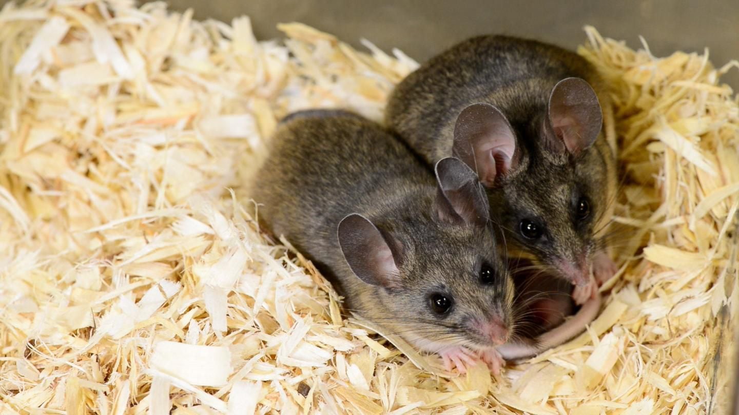 CAPTION The California mouse is used as a model for examining parental behaviors because they are monogamous and, much like humans, both male and female partners contribute to neonatal-rearing.  CREDIT Roger Meissen, Bond Life Sciences Center