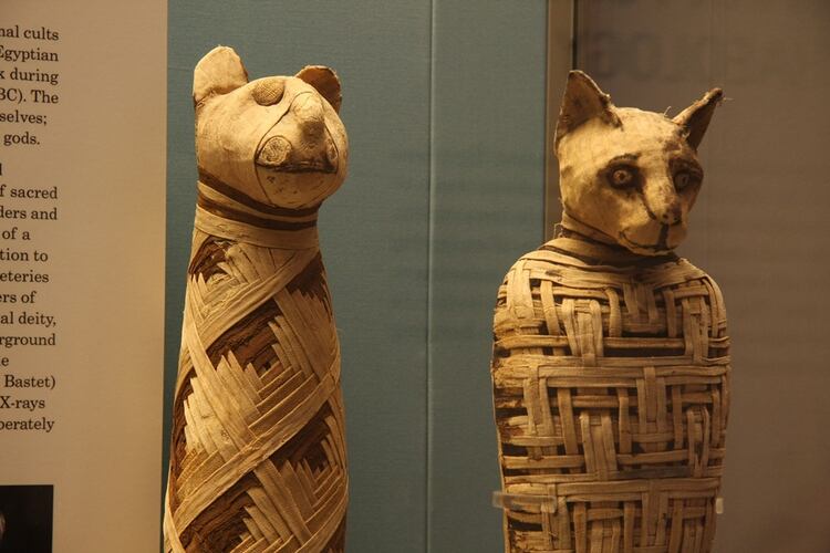 Gatos momificados de Egipto. British Museum