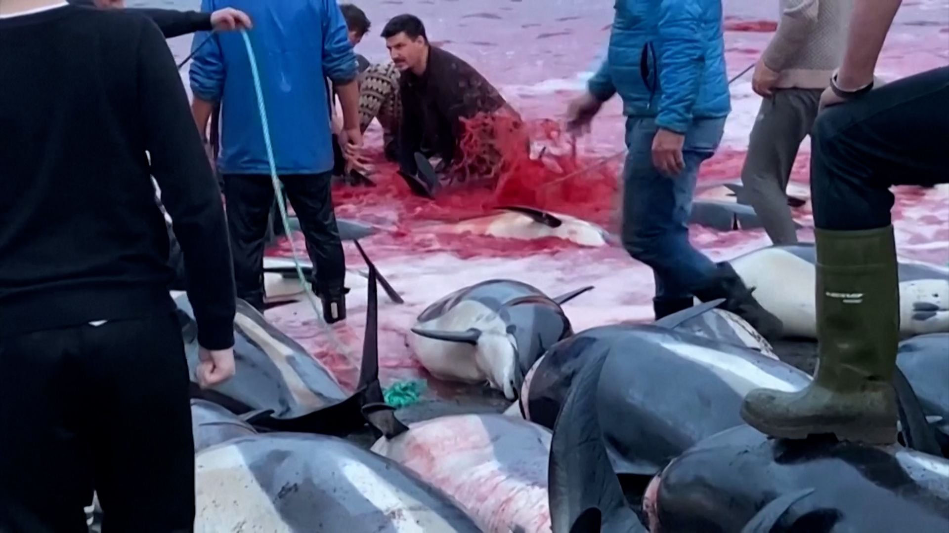 Plus de 1 400 dauphins tués lors d'une traditionnelle journée de chasse aux îles Féroé