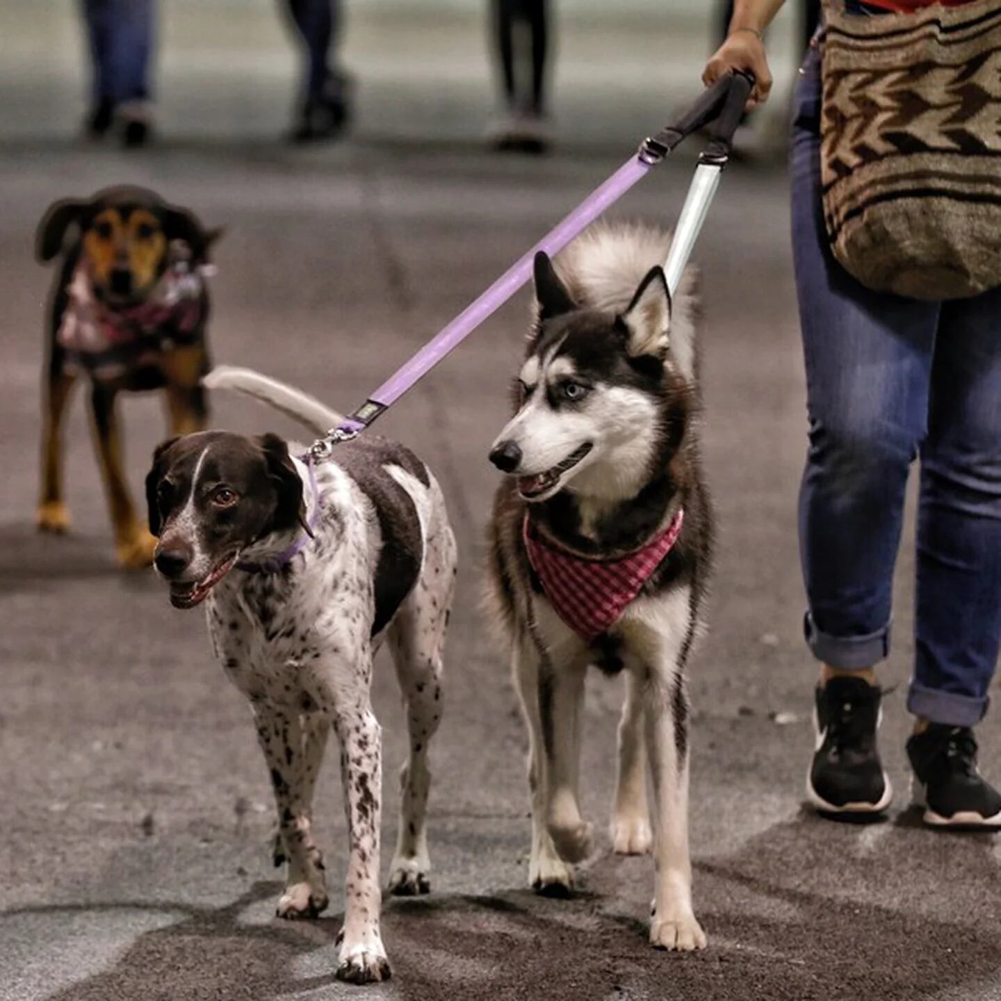 El parque Chicó Norte estrena espacio para bienestar canino