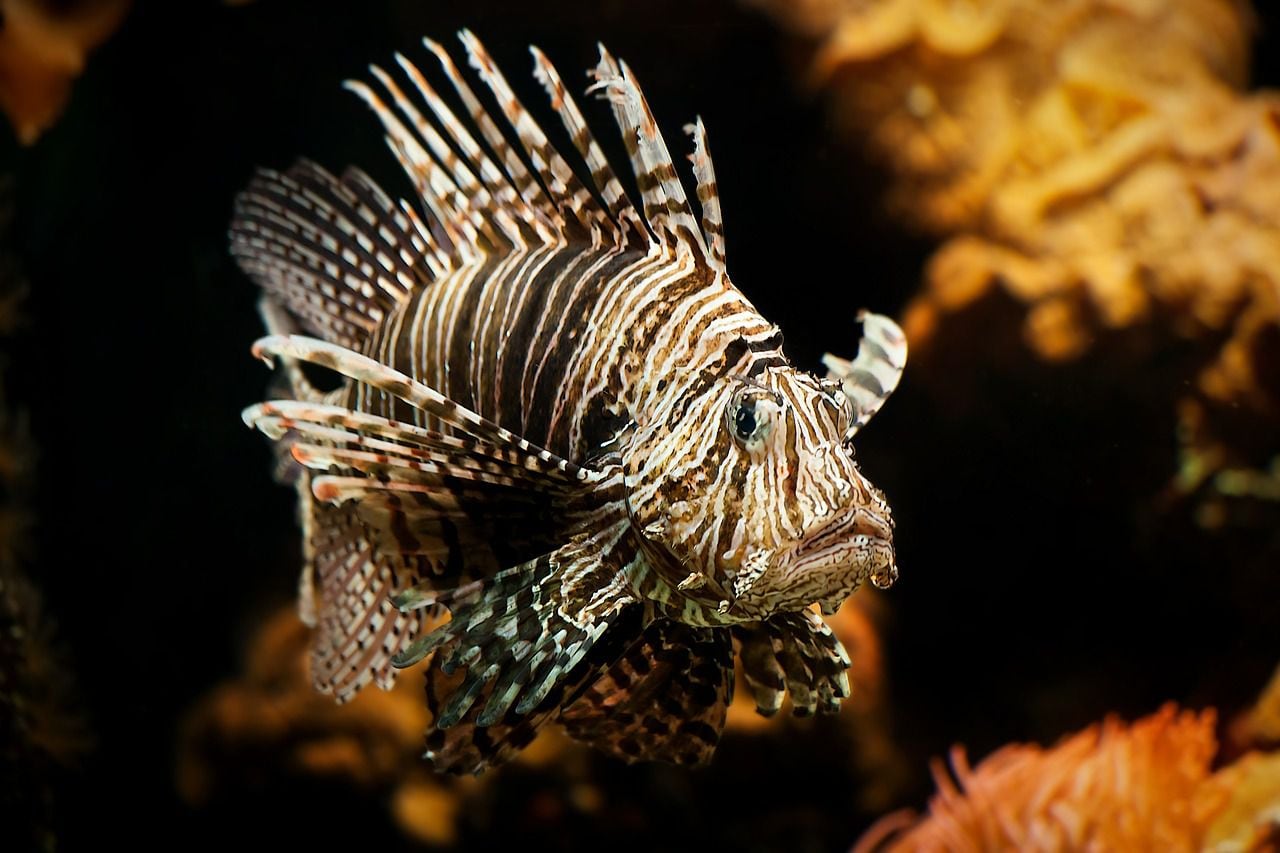 Immagine di riferimento: lionfish. Tratto da Pixabay