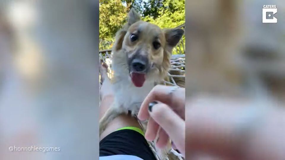 Desconecta Este Perro Elige El Camino Más Complicado Para Relajarse En