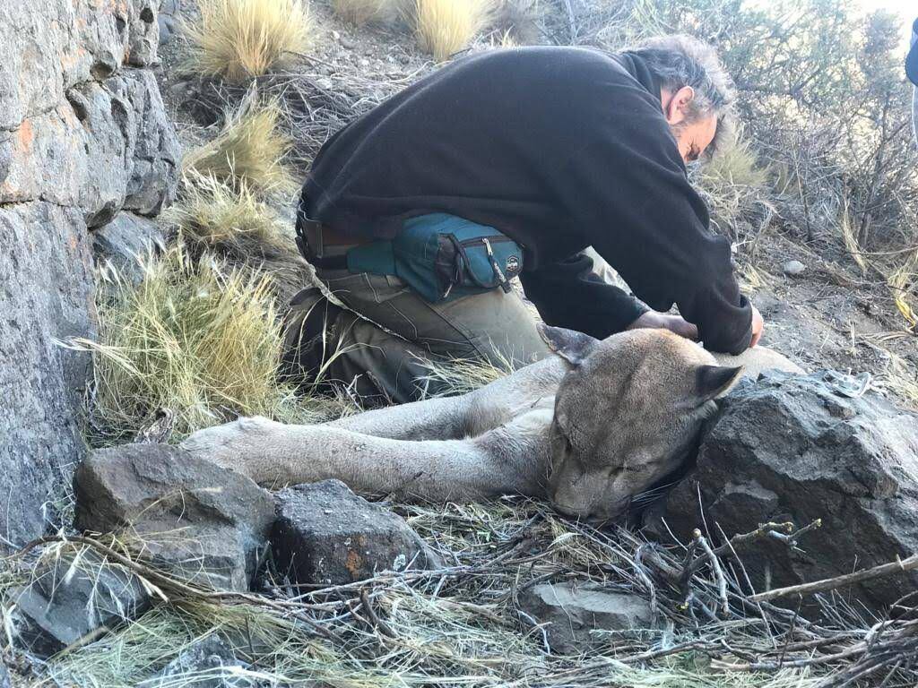 Actualmente, el número exacto de pumas es desconocido, pero se sabe que su población "es menor a la que existía antes de la colonización del continente americano"