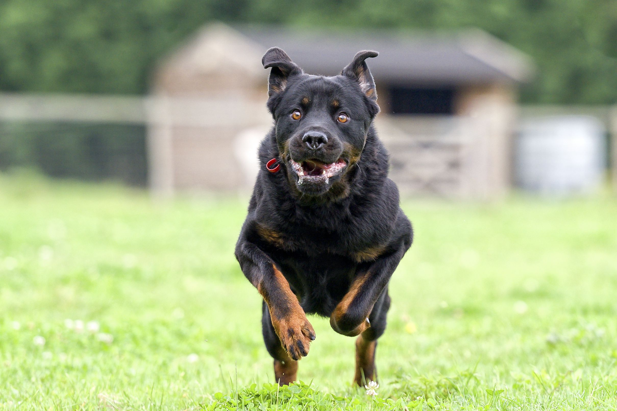 rottweilers, perros agresivos, perros