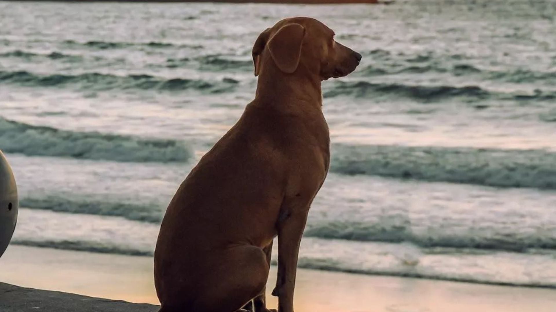 Metallica, juegos de oficina y sonrisas al atardecer: cinco momentos de perros y gatos para iniciar la semana (Instagram elchemaroblesmzt)