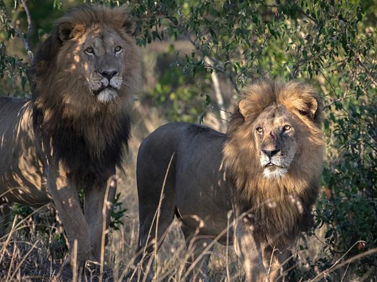 Devorado por la presa: leones salvajes mataron a un cazador que se había  infiltrado en una reserva en Sudáfrica - Infobae