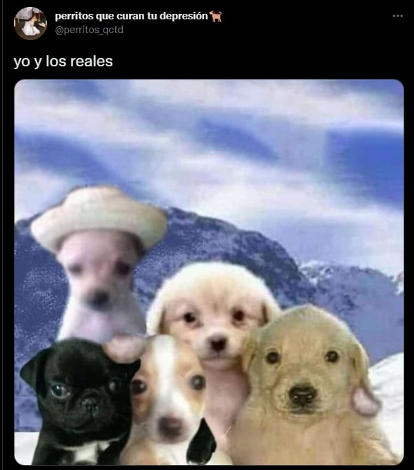 depresión perro meme